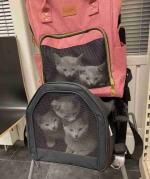 Male and female Russian blue kittens for sale